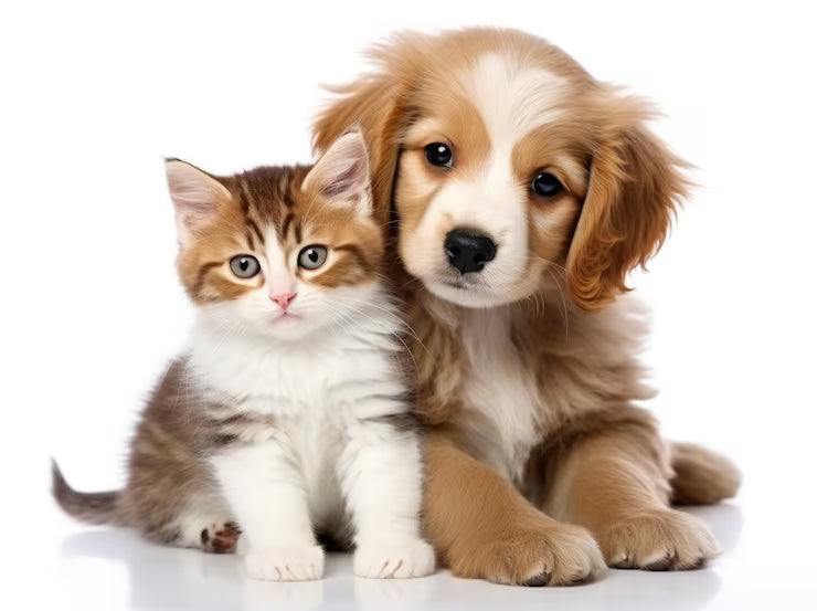 Fabulous Finds Under $50