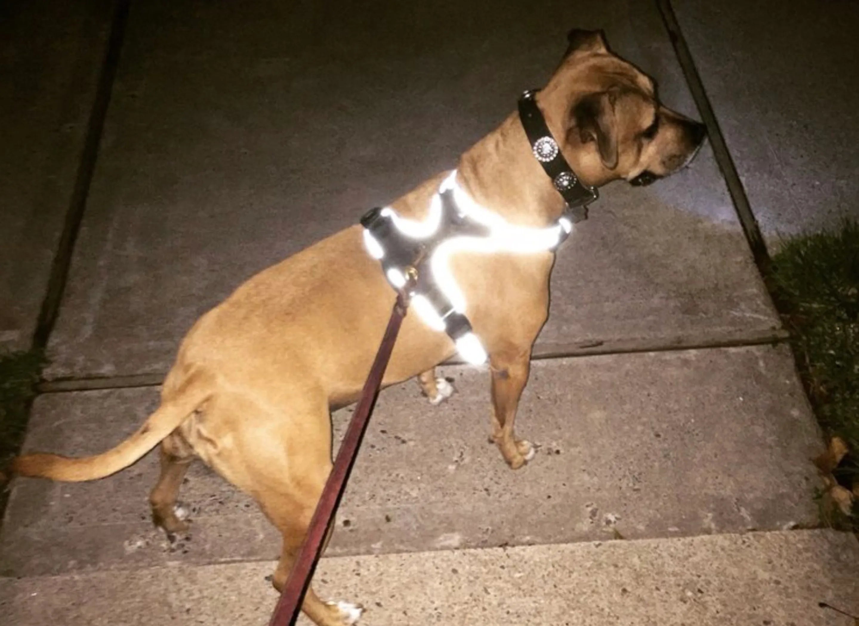 LED Dog Harness with Built-In Headlight - Reflective No-Pull Safety Harness