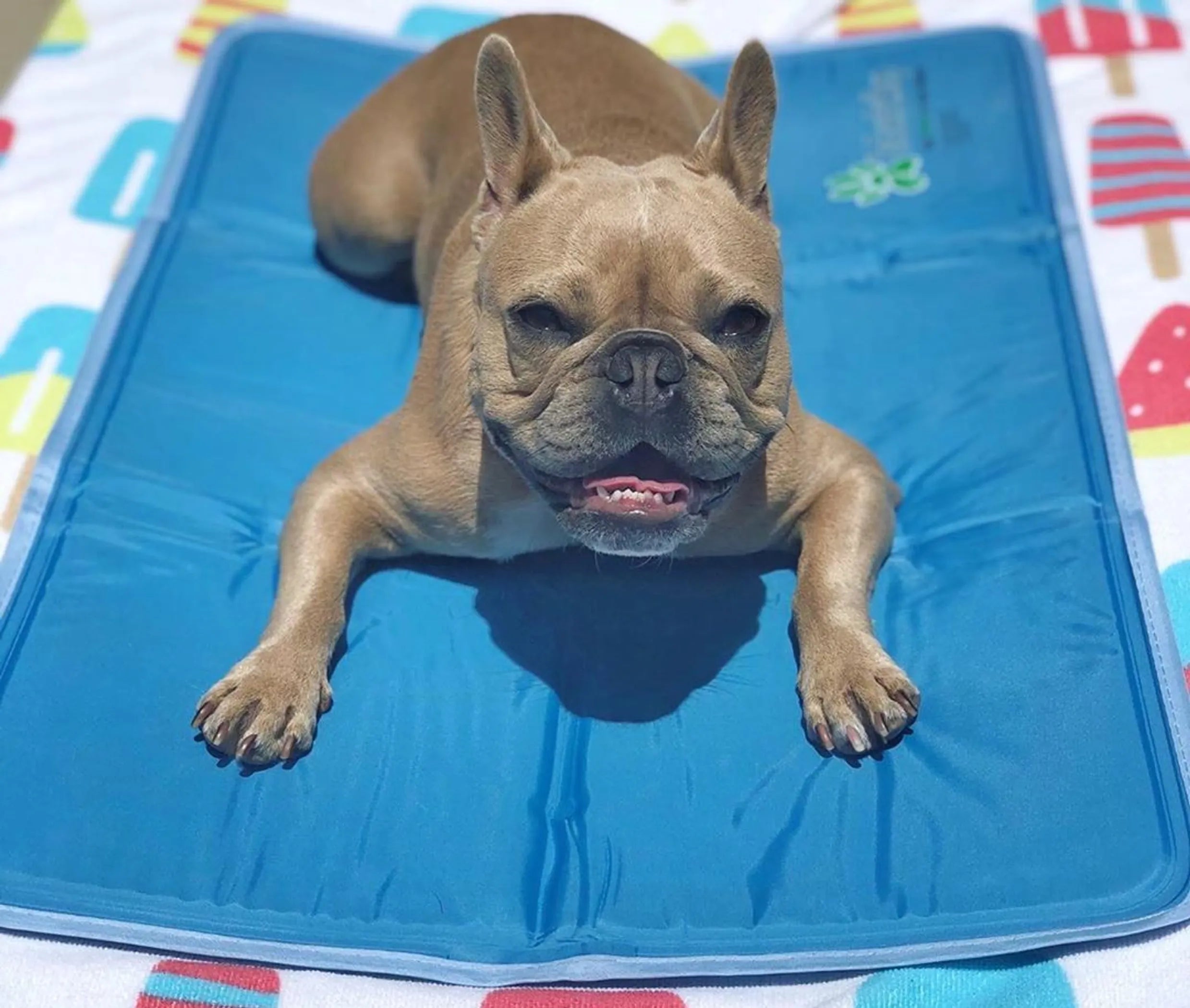 Cool Pet Pad - Self-Cooling Dog Mat - No Water, Electricity or Refrigeration Needed