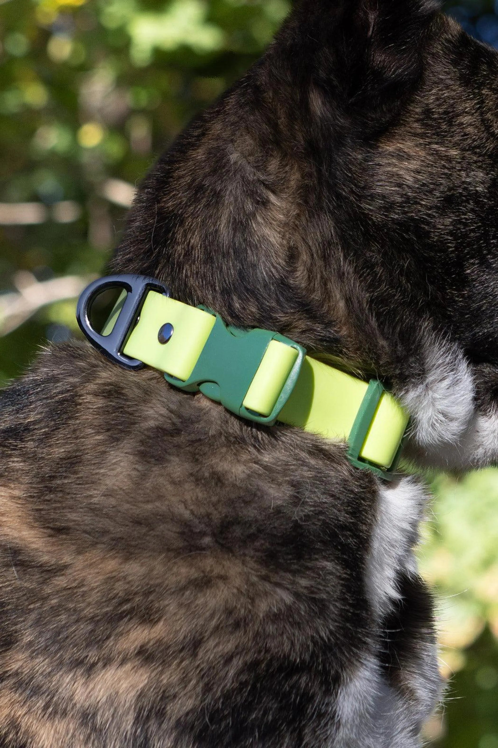 Dog wearing a green and black collar with a blurred natural background