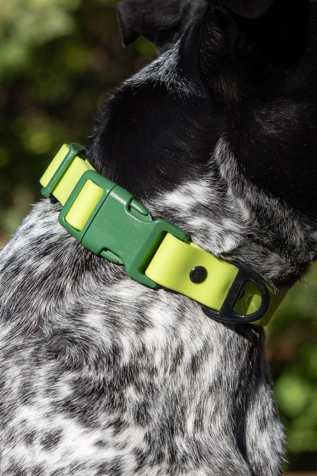 Dog wearing a green and yellow collar with a blurred natural background