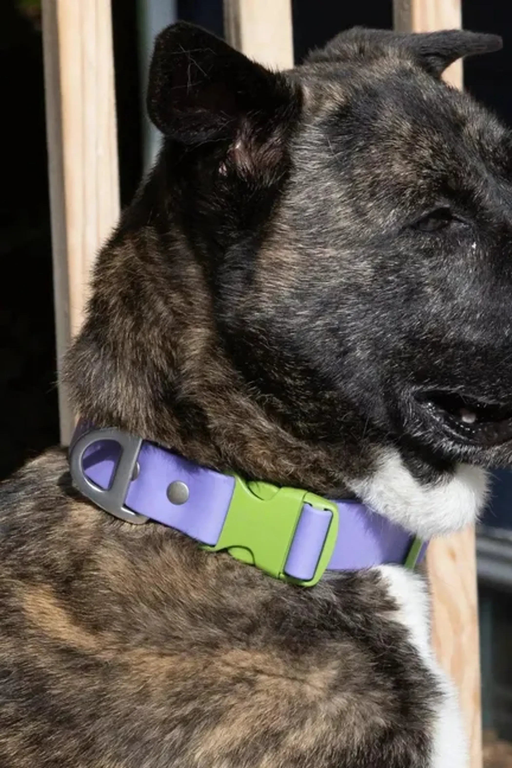 Dog wearing a collar with purple and green accents on a wooden chair.