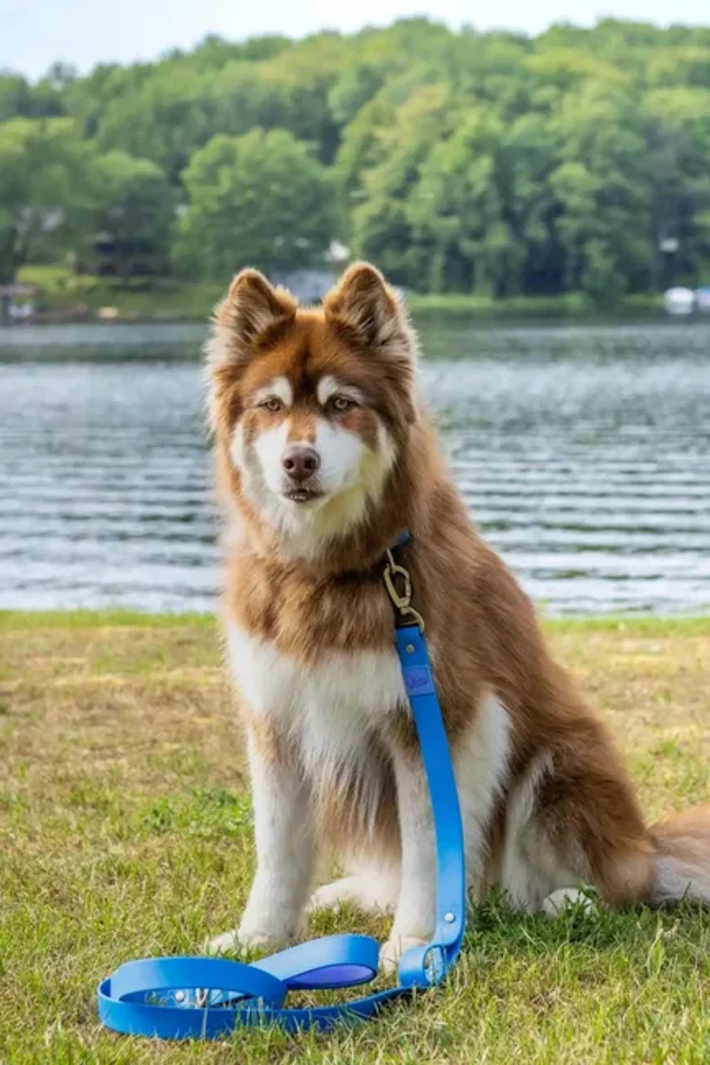 Dog with a blue leash sitting on grass by a lake