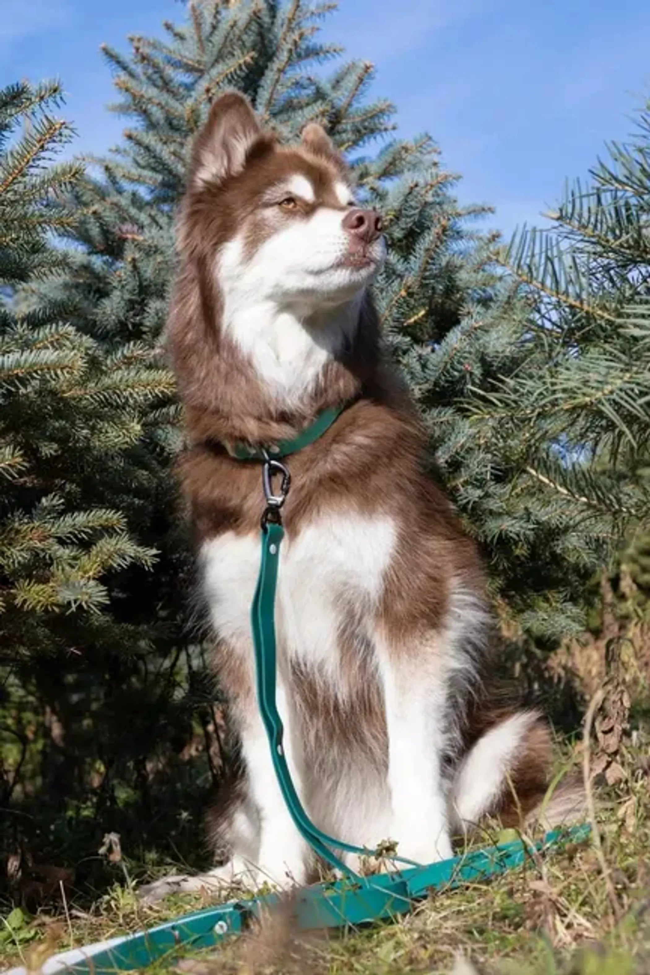 Brown and white dog on a leash standing in front of pine trees