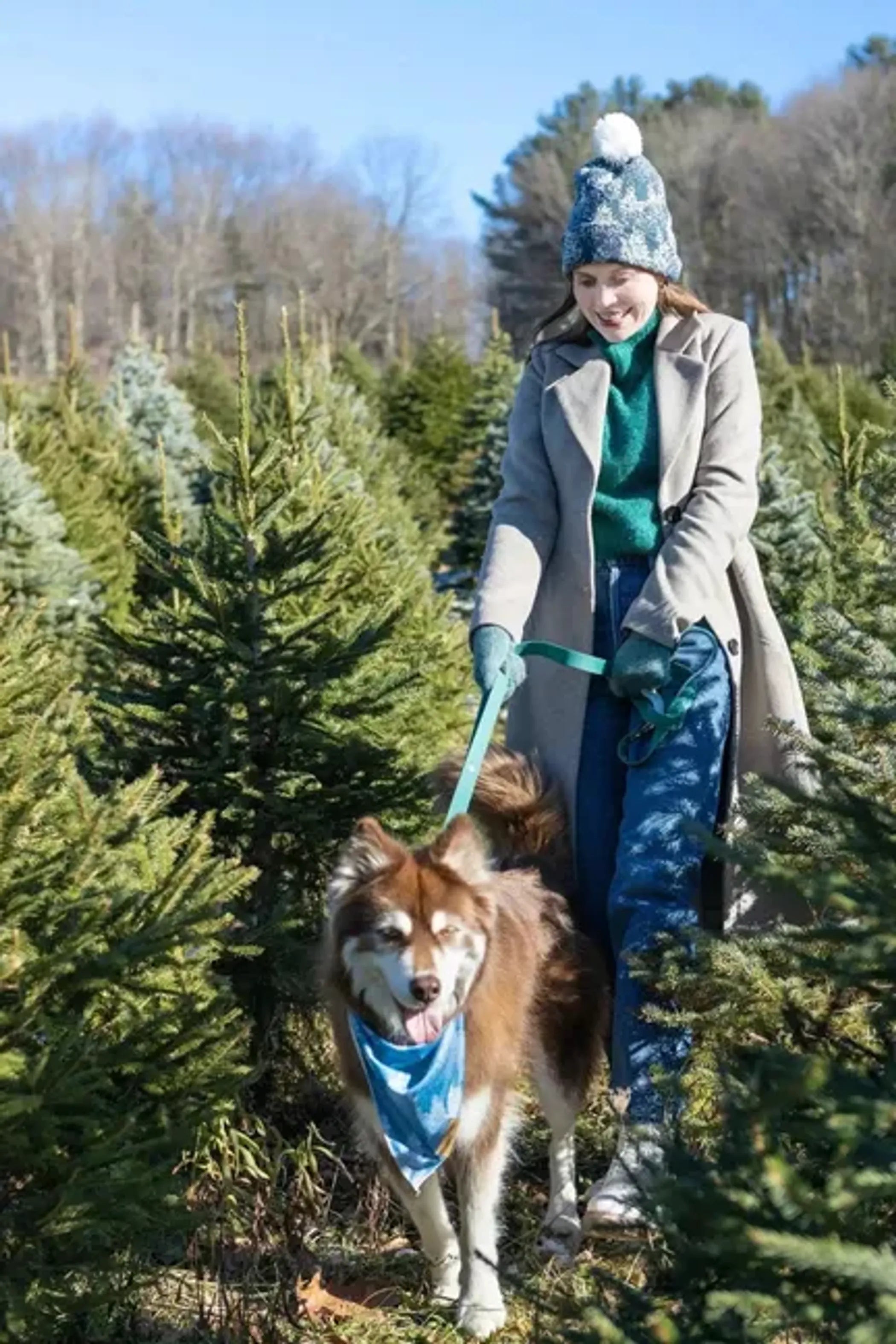 Woman walking a dog in a Christmas tree farm