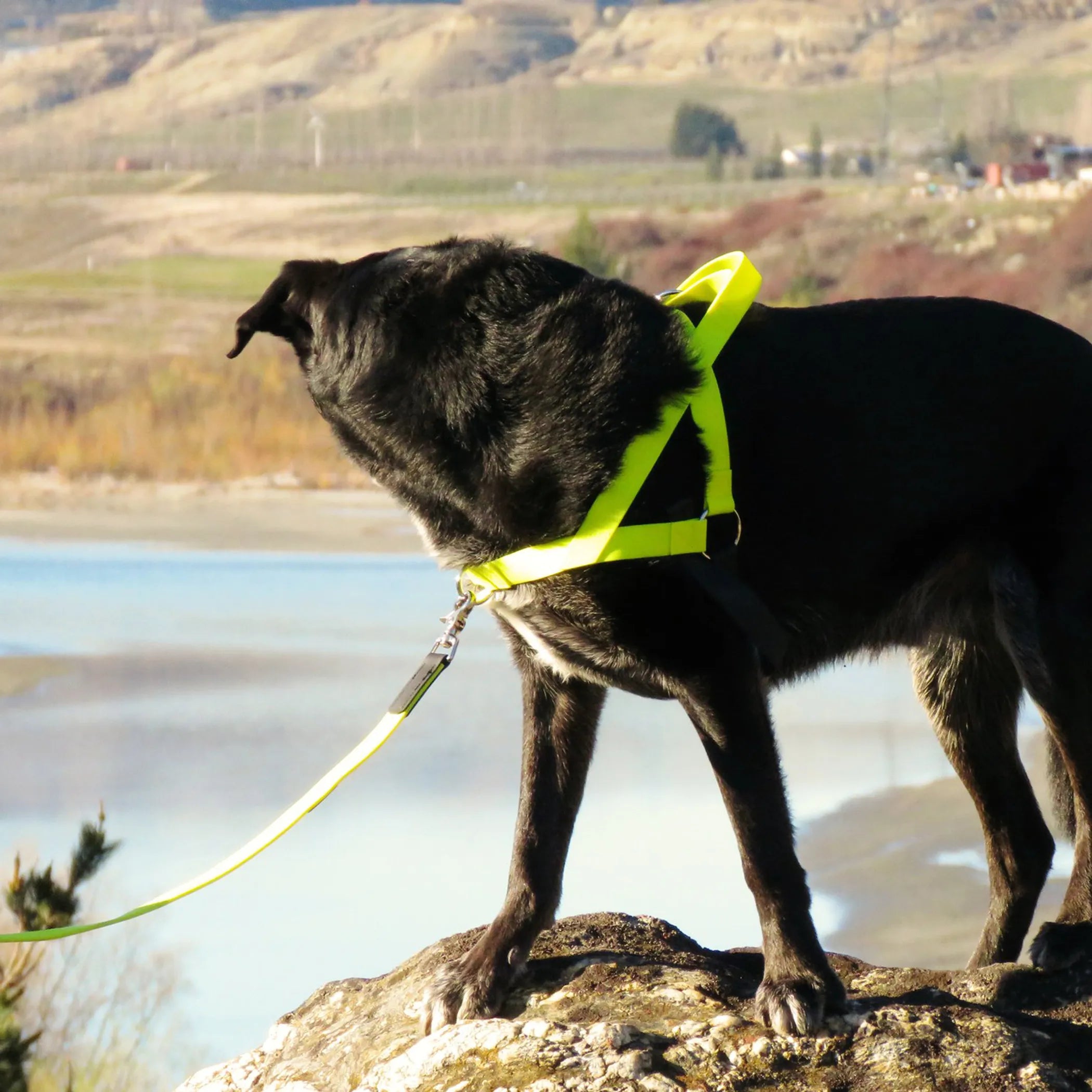 No-Pull Dog Harness - Ultrahund Freedom Harness with Control Handle & Adjustable Fit