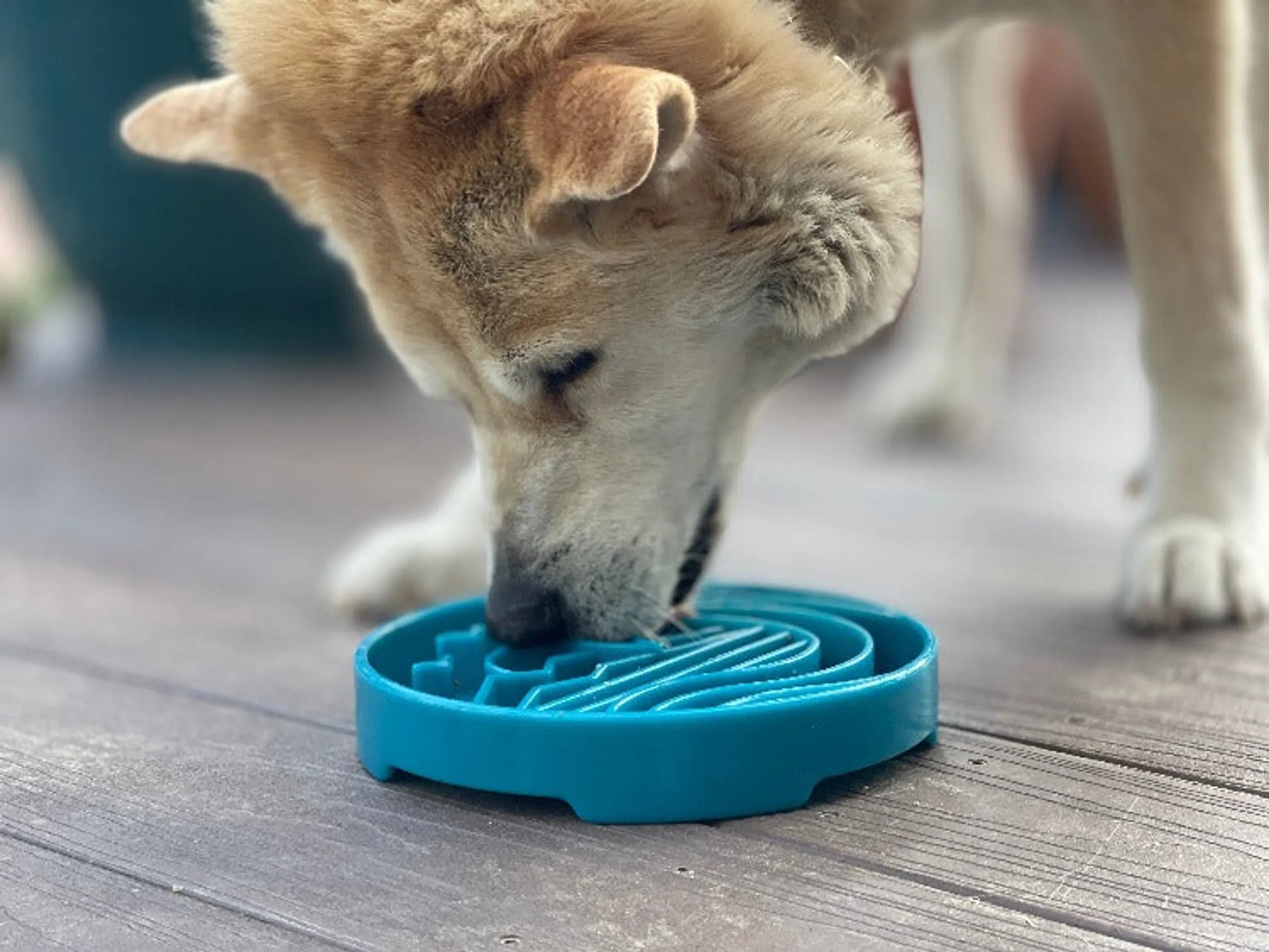 Baja Design eTray - Shallow Slow Feeder Dog Bowl for Enrichment