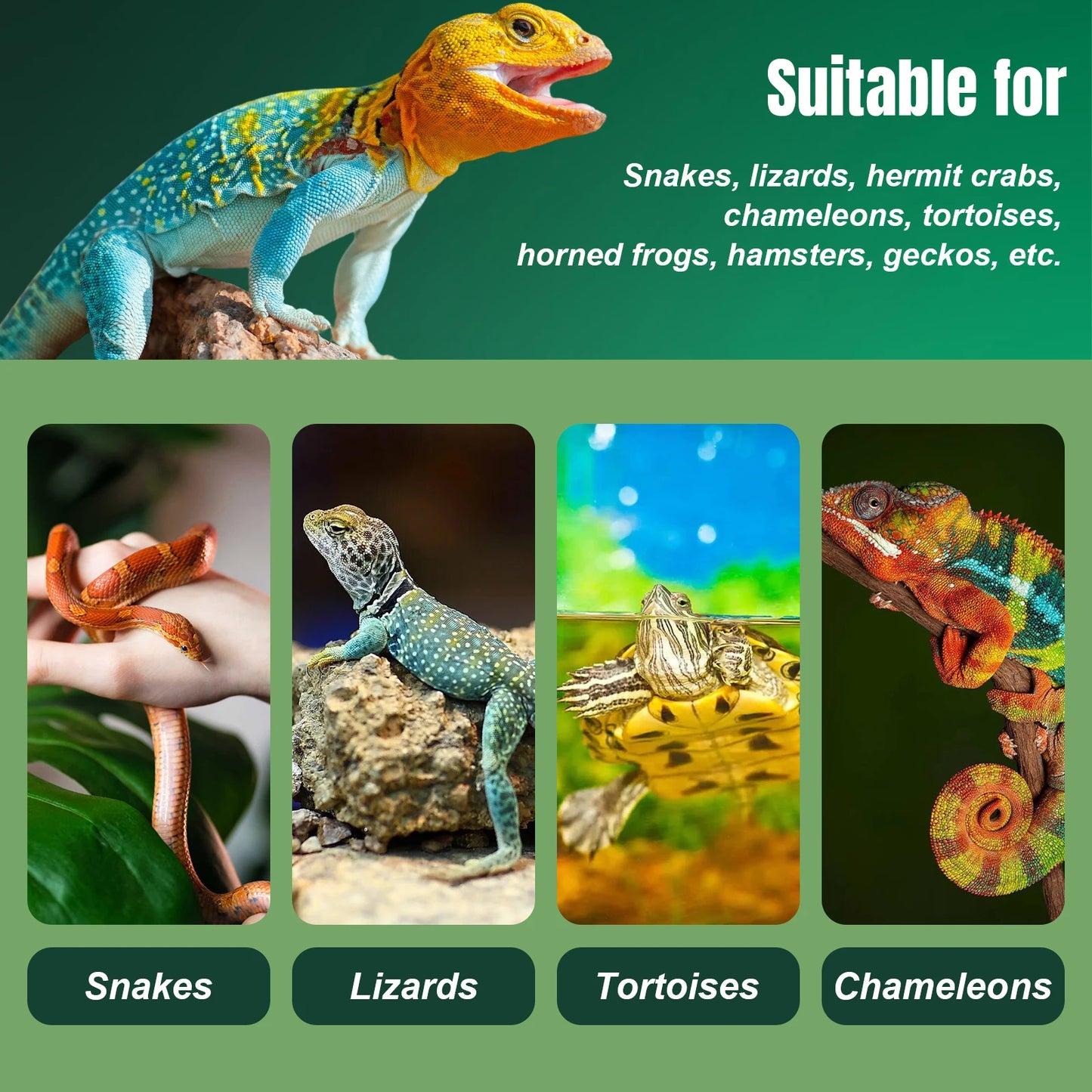 Reptile Zoo Tall Glass Rainforest Habitat Double Hinge Door with Screen Ventilation Reptile Terrarium Easy Assembly Tree Frogs