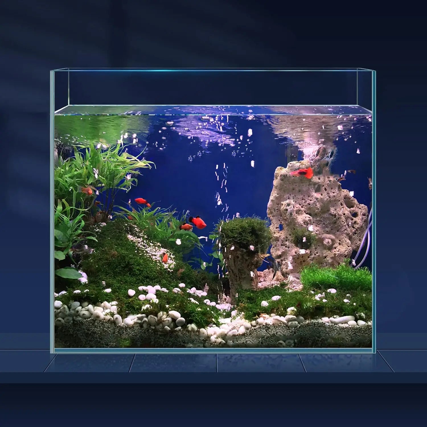 Aquarium with fish, plants, and rocks on a dark background