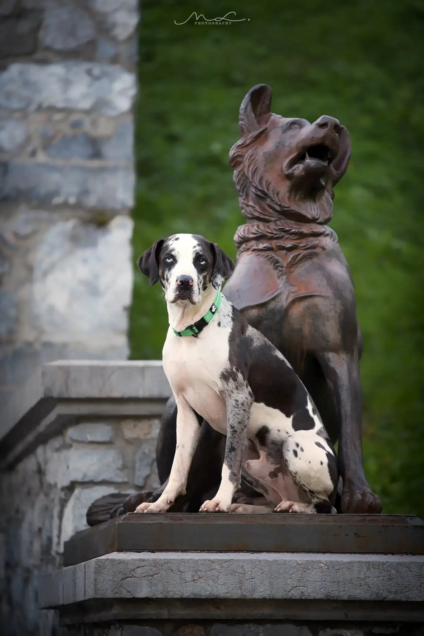 Truelove Reflective Dog Collar – Padded Nylon, Quick Release, Sizes XS–XL