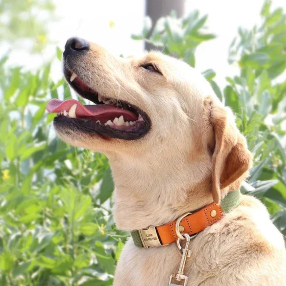 Nylon Custom Dog Puppy Collar Leash Set Personalized Genuine Leather Pet Nameplate ID Tag Accessories Collars Pet Products Perro