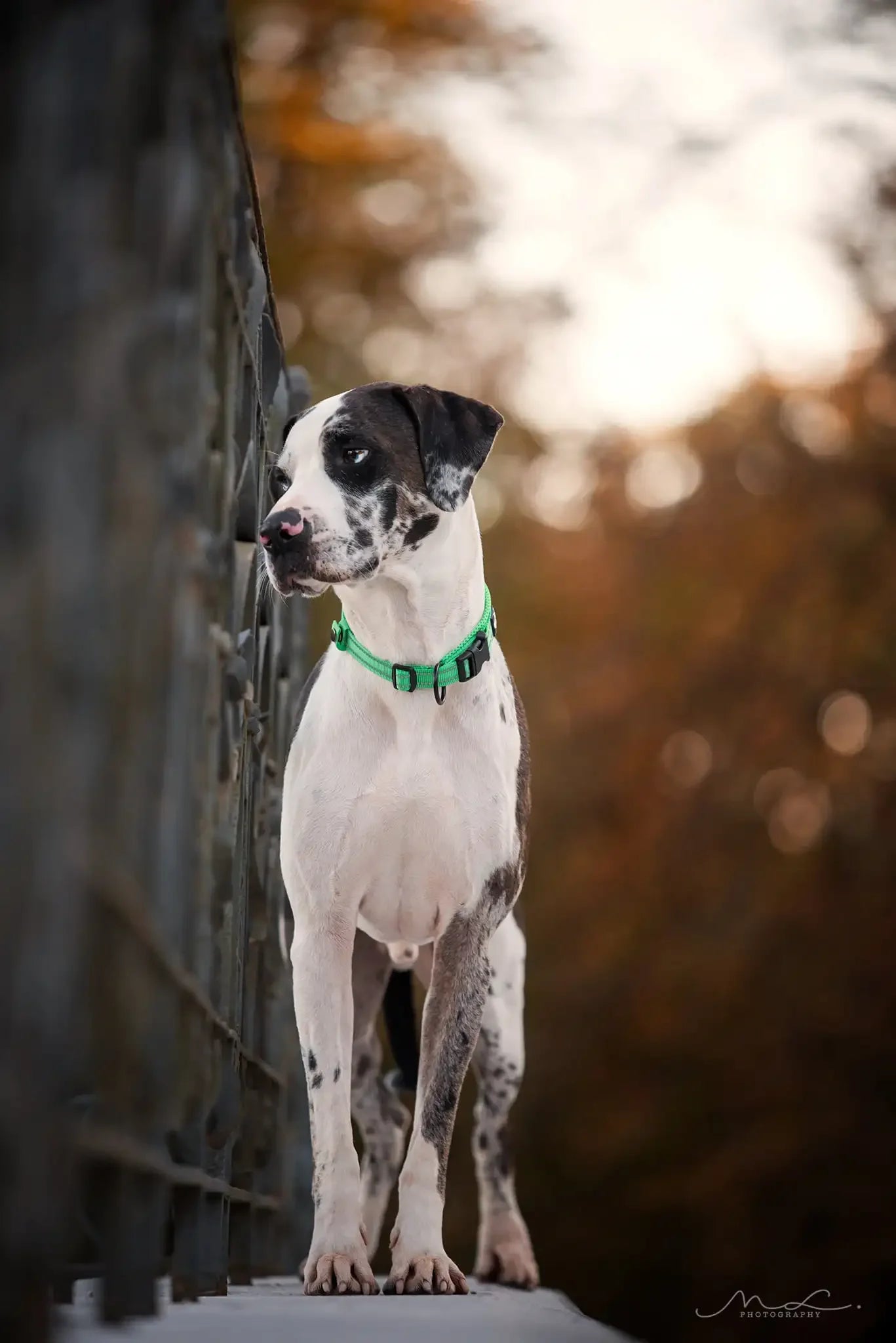 Dog wearing a green collar standing on a stone surface with a blurred natural background