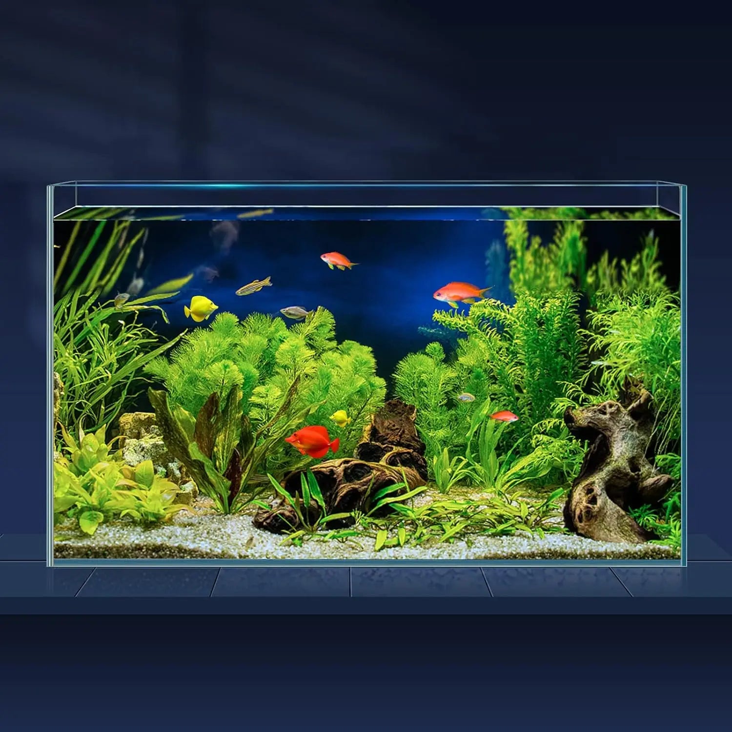 Aquarium with fish and plants on a dark background